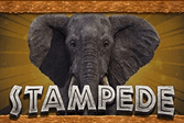 Stampede